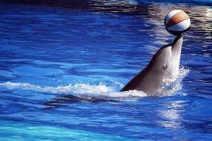 Entradas baratas. Zoo Madrid.