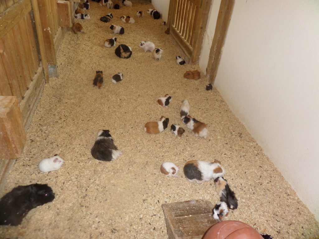 En la zona de la granja. 