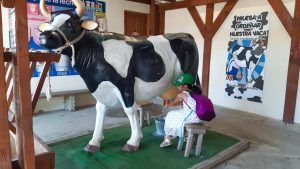 Anita ordeñando la vaca.