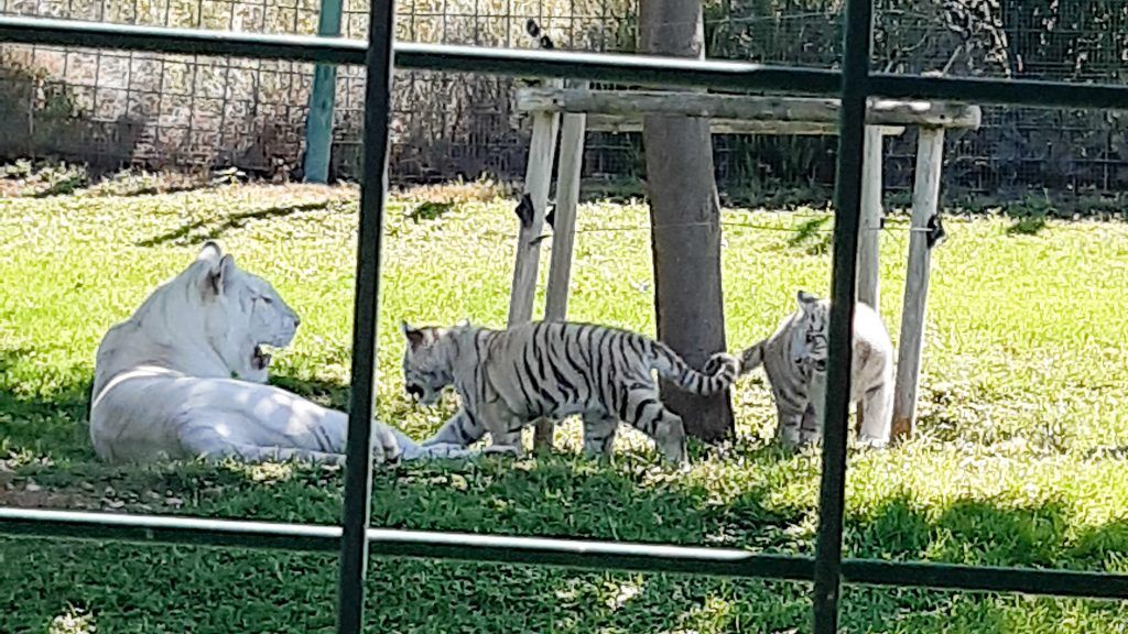 Tres tigres.