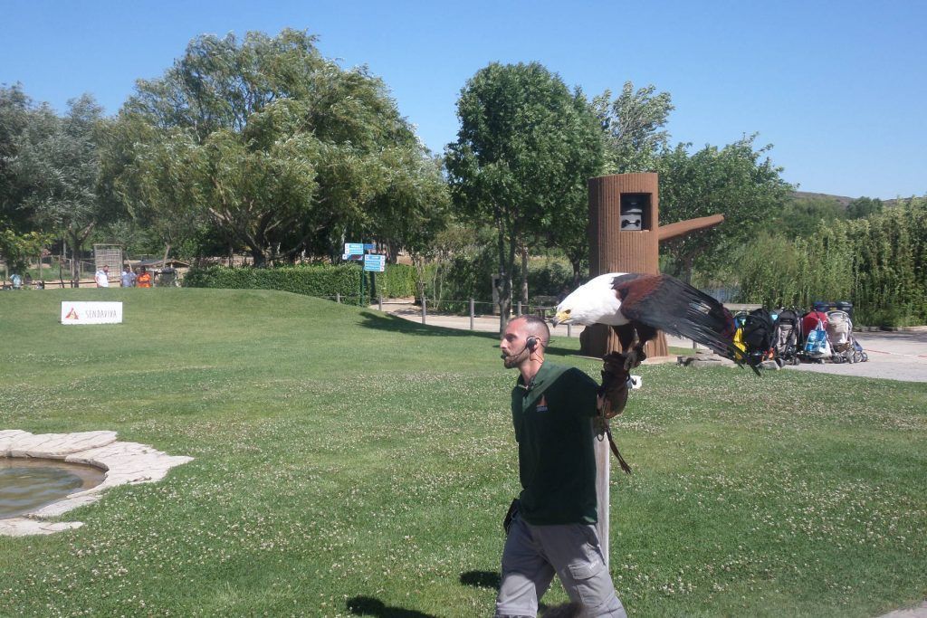 Exhibición de aves rapaces. 