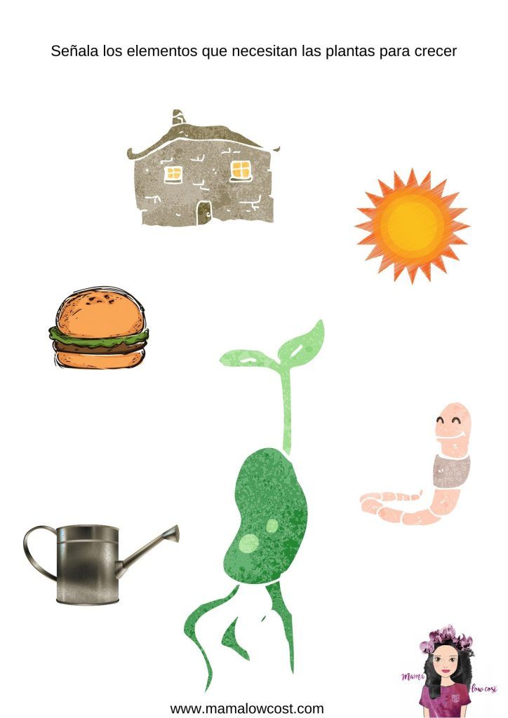 Señala los elementos que necesitan las plantas para crecer