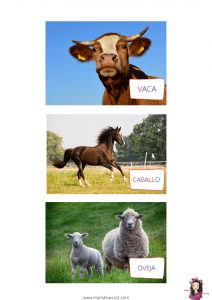 Clasificar animales