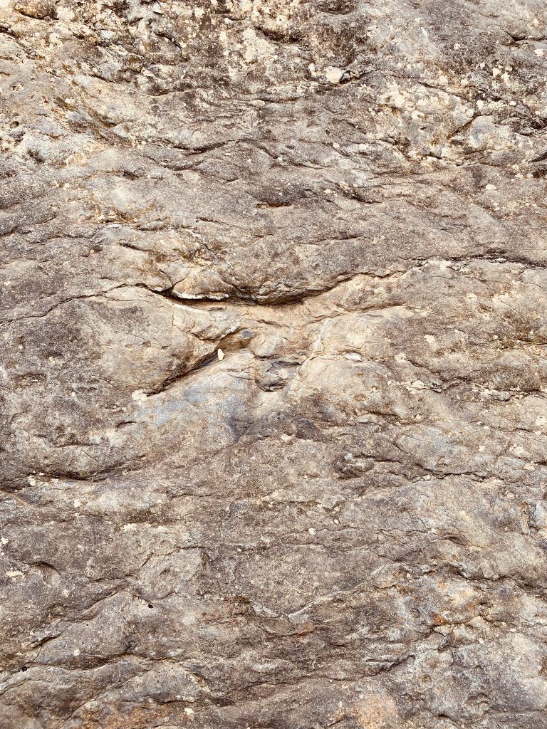 Huellas de carnívoro