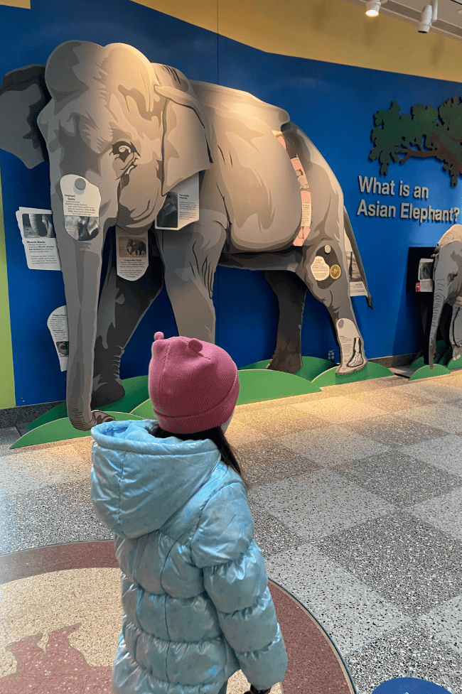 niña de 5 años en el zoo de Washington dc elefantes por detrás