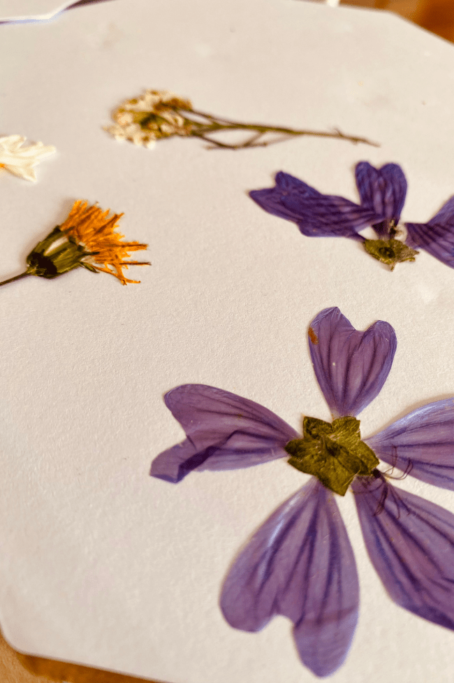 flores secas en una prensa de flores. actividades de primavera